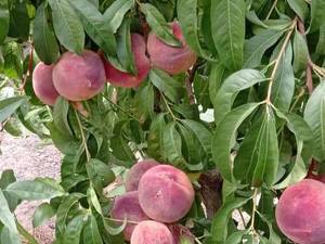 پرورش میوه آشتالو در آذربایجان