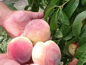 پرورش میوه آشتالو در آذربایجان