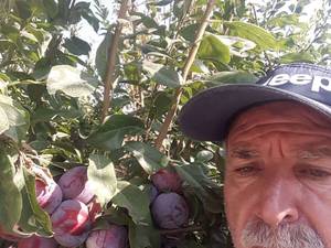 پرورش انواع آلو در شبستر