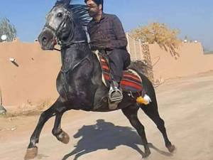 مرکز پرورش اسب حرفه ای در گلدشت