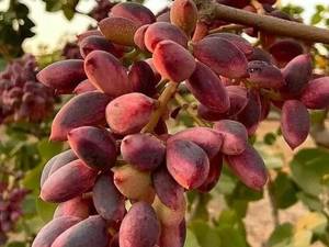 نهال پسته خوشه ای در میاندوآب