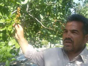 نهال پسته خوشه ای در میاندوآب