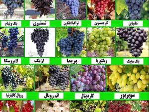 تولید و فروش انواع انگور در میاندوآب