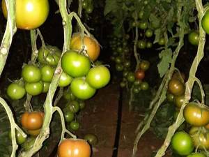 گوجه گلخانه ای در همدان