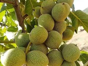 ارقام نهال گردو در میاندوآب