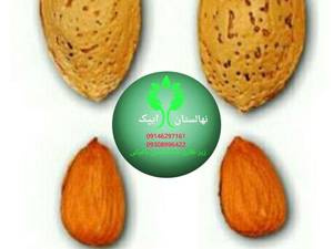 بادام رقم  آذری