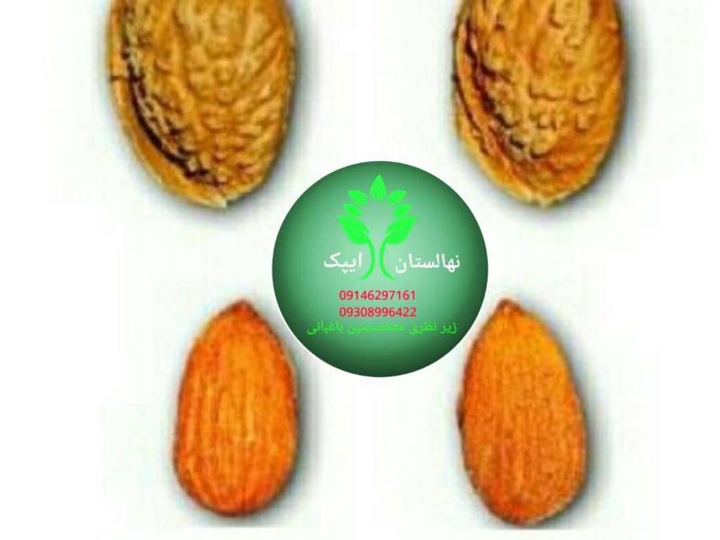 قیمت نهال بادام شکوفه