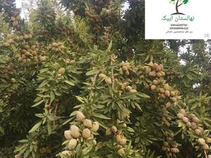 بادام تونو در تبریز