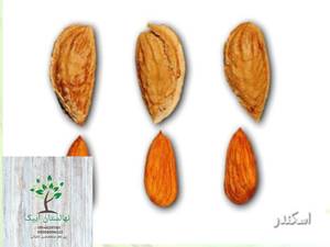 قیمت بادام اسکندر