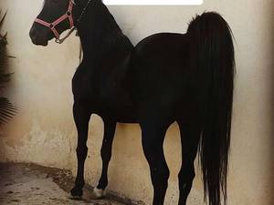 پرورش اسب فارس شیراز