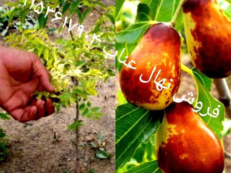 قیمت نهال عناب بیرجند