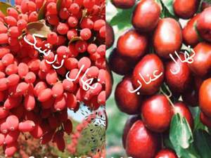 بزرگترین‌ تولید‌کننده نهال زرشک‌ و عناب‌ در‌ بیرجند