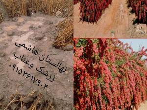 انواع نهال‌ توت‌ و شاتوت در بیرجند