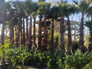 فروش پالم در رشت