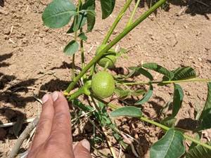 نهال گردو کانادایی در میاندوآب