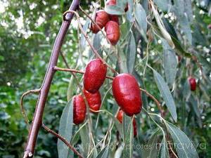 نهال سنجد خرمایی زودبازده