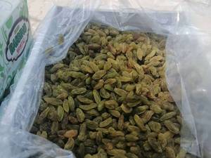 پخش عمده کشمش سبز در گرگان