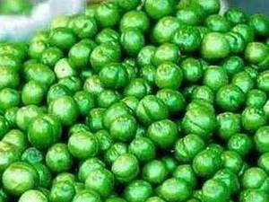 نهال گوجه سبز مرغوب در گلوگاه
