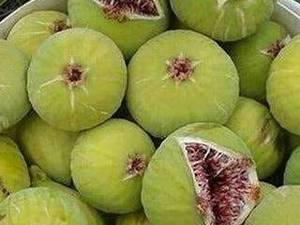 ‌انجیر زرد گلوگاه