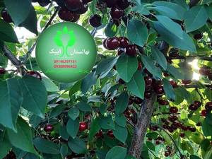 فروش آلبالو در تبریز