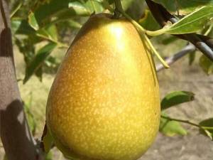 فروش نهال عناب پیوندی در تبریز