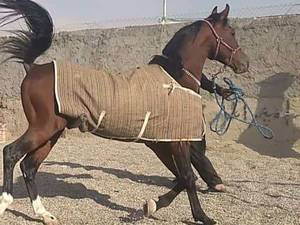 مرکز خرید فروش اسب سیلمی در اصفهان