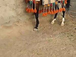 بازدید و کشش با سیلمی   دره شور در اصفهان