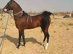 بازدید و کشش با سیلمی   دره شور در اصفهان