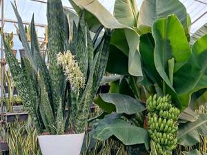 فروش کود با فسفر بالا در مازندران