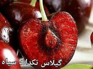 بهترین گیلاس تکدانه سیاه در میاندوآب