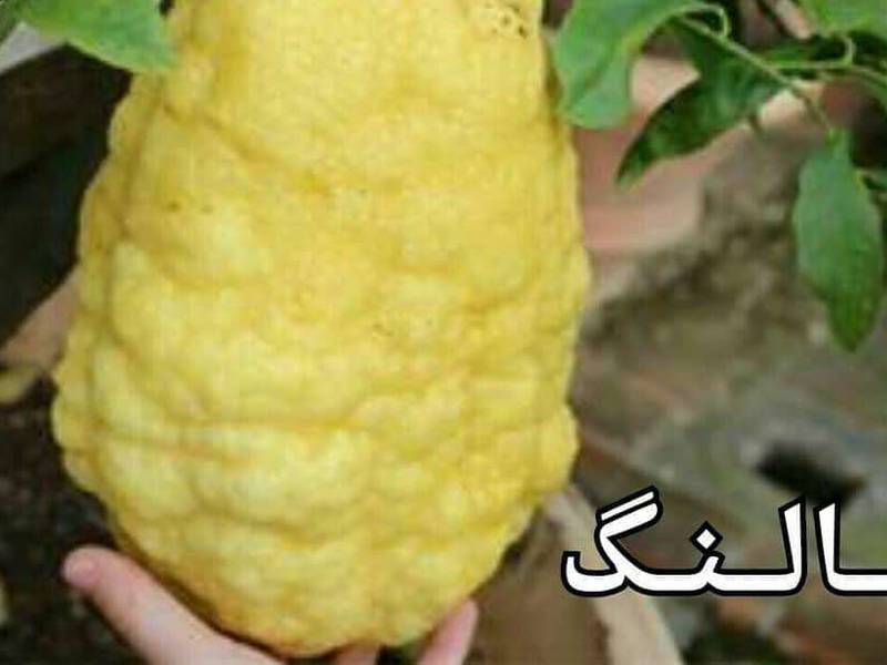 نهال های بالنگ در میاندوآب