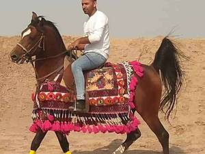 مرکز پانسیون اسب در استان کرمان رفسنجان
