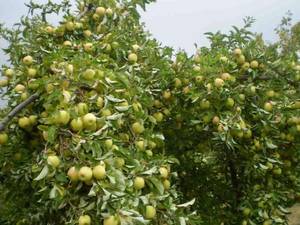خرید و فروش نهال های میوه مرغوب در اصفهان