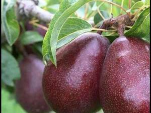 نهالستان خوب در تیران و کرون