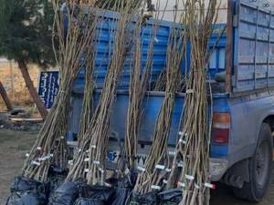 نهالستان خوب و حرفه ای در سردشت