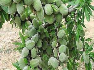 فروش نهال بادام در میاندوآب