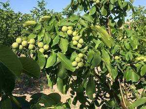 ارقام نهال گردو در میاندوآب
