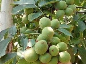 نهال گردوی پیوندی و گردو خوشه ایی در میاندوآب