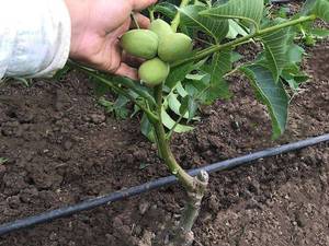 بذر انواع گردو در آذربایجان