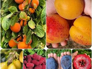 فروش نهال زردآلو در میاندوآب
