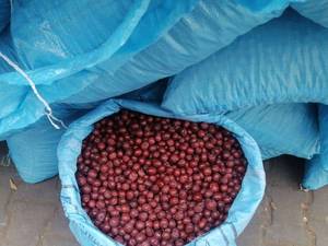 پخش عمده عطاری صداقت