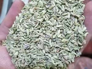 پخش عمده رازیانه در گرگان
