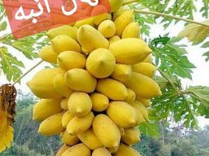 خرید نهال انبه در گرگان