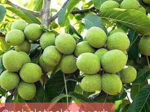 قیمت خریدنهال  گردو خوشه ای در آذربایجان غربی