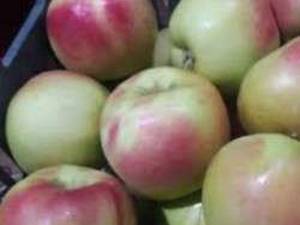 نهال سیب ماتیکی