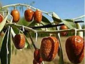 نهال سنجد حاج حسینی