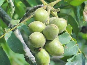 قیمت خرید نهال گردو خوشه‌ای در میاندوآب