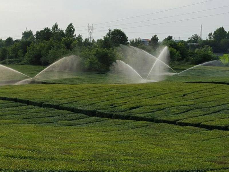 نمایی از باغاتی که برگ سبزشان را بطور انحصاری خریداری میکنیم