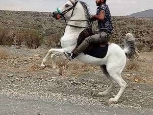 حرفه ای ترین مرکز تولید  اسب سلیمی کرد دراصفهان