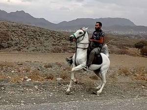 حرفه ای ترین مرکز تولید  اسب سلیمی کرد دراصفهان